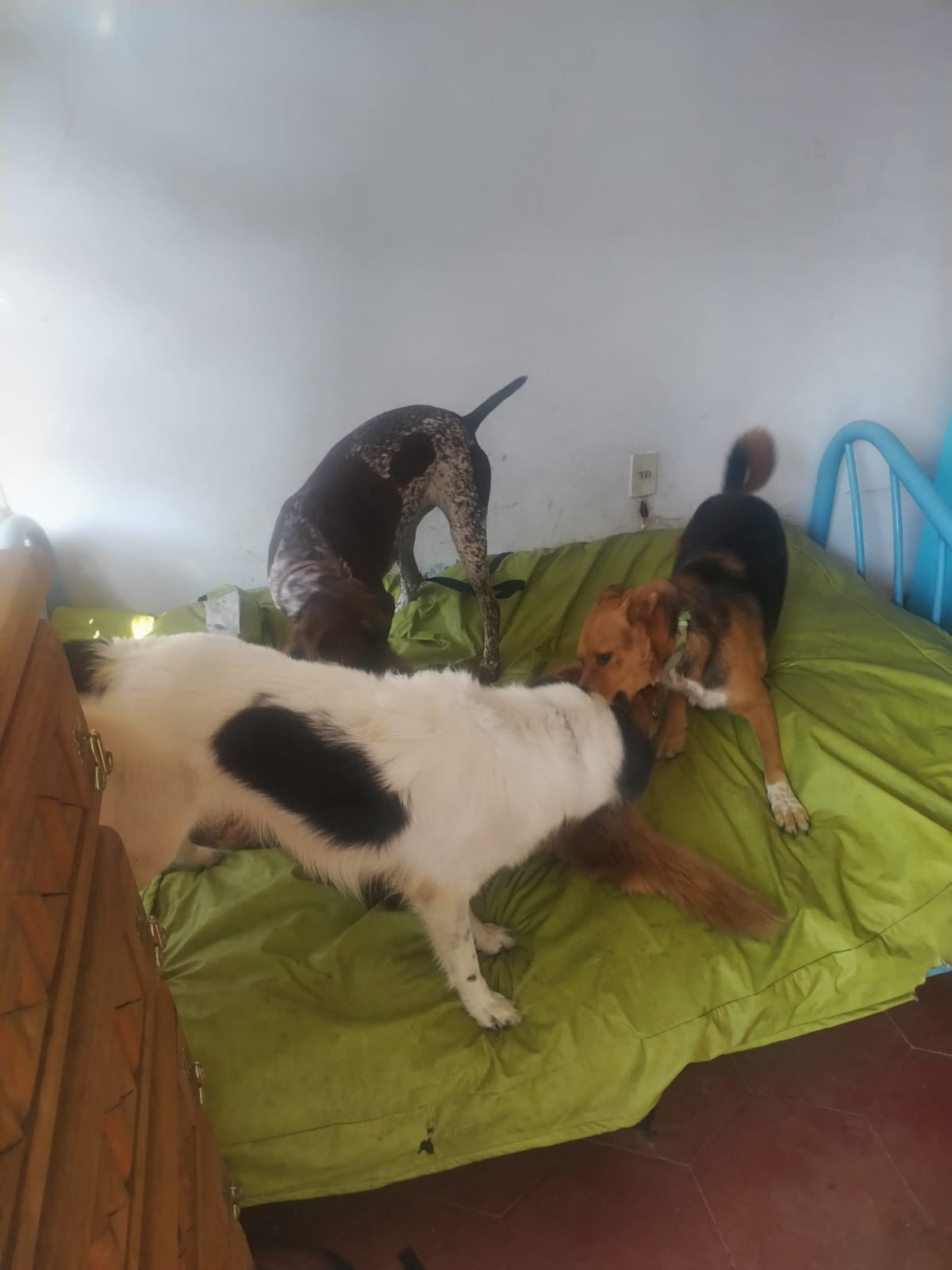 Perrito feliz durante su estancia en PET HEALTH