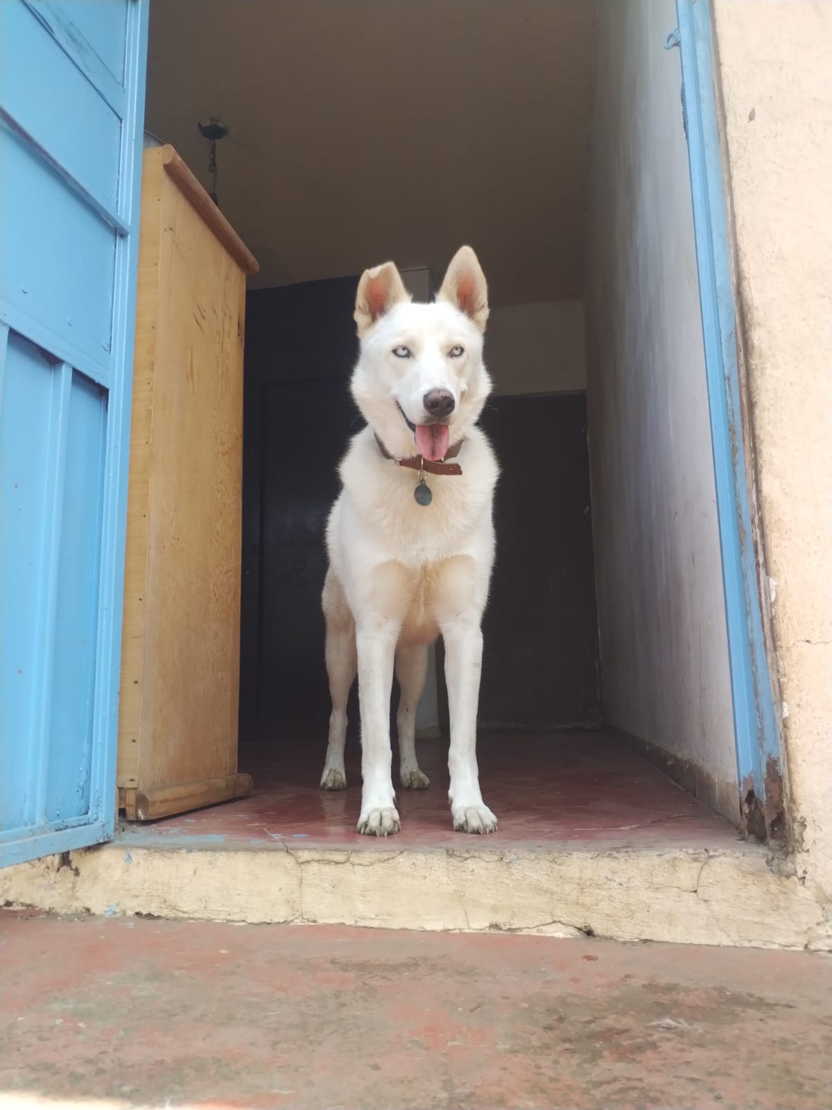 Perritos jugando bajo supervisión en PET HEALTH