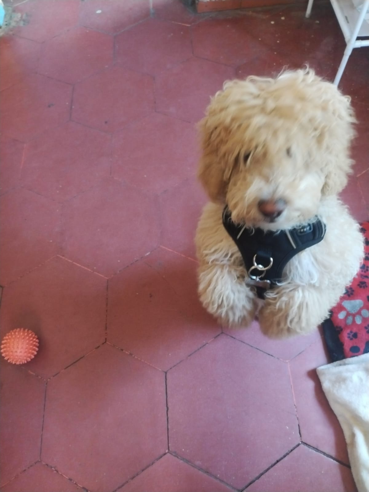 Huésped canino recibiendo cuidado personalizado