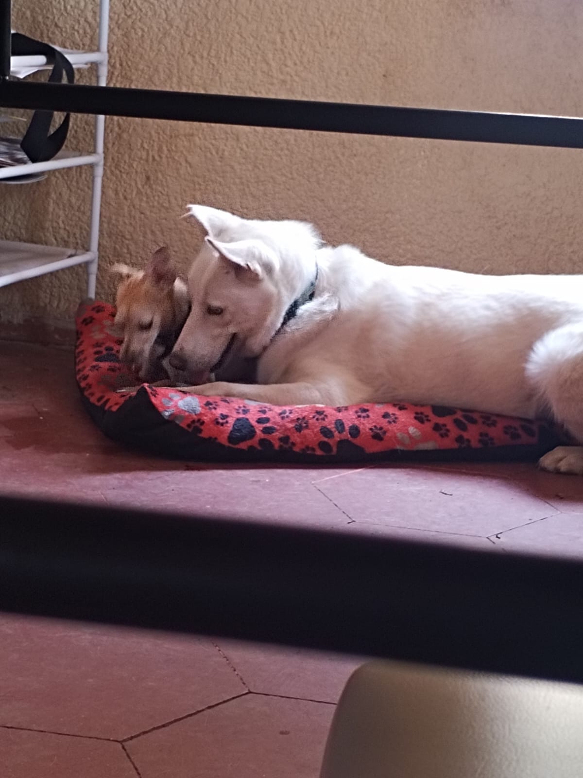 Perrito descansando en un ambiente casero en PET HEALTH