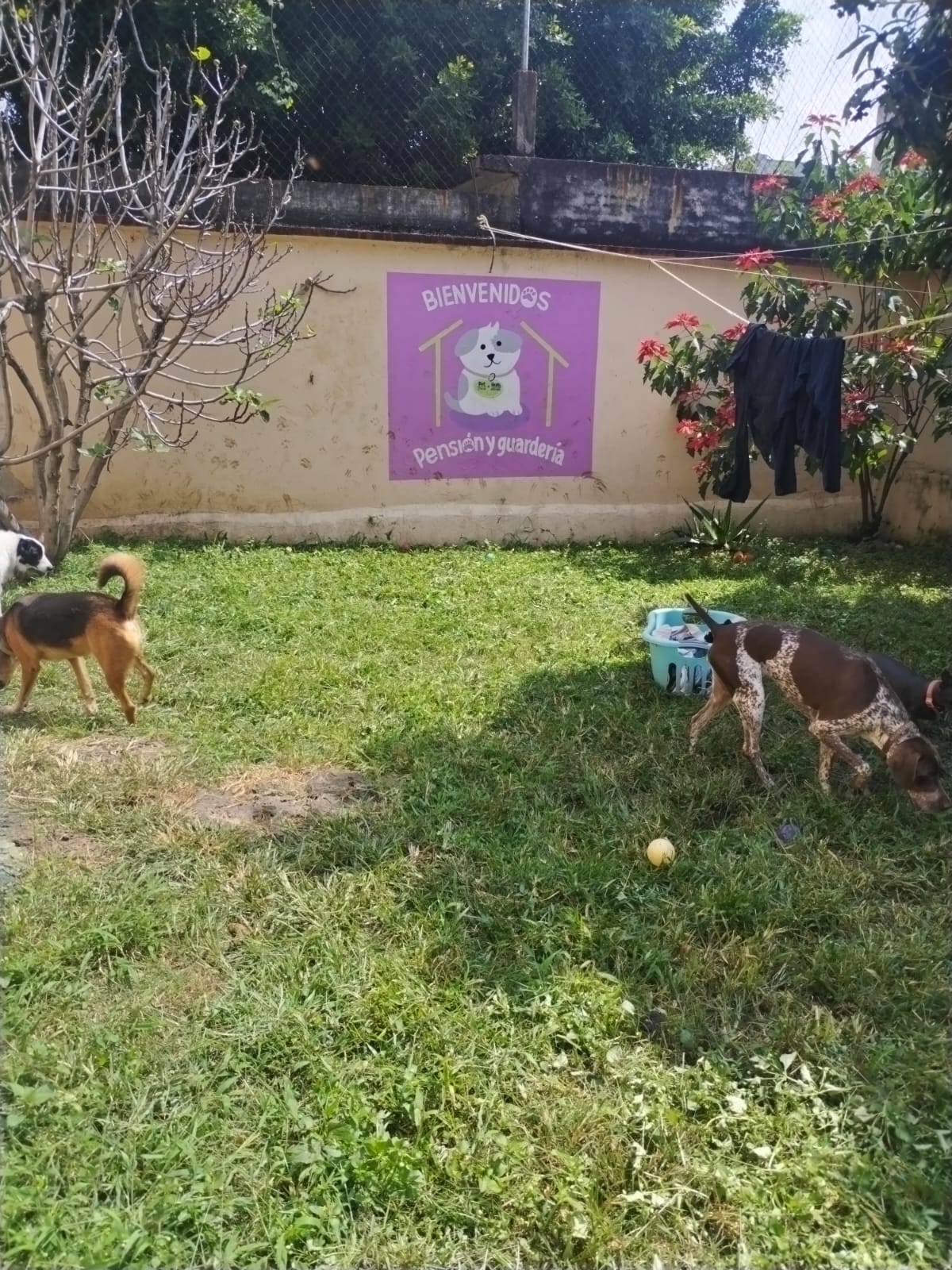 Instalaciones de la pensión y guardería canina PET HEALTH