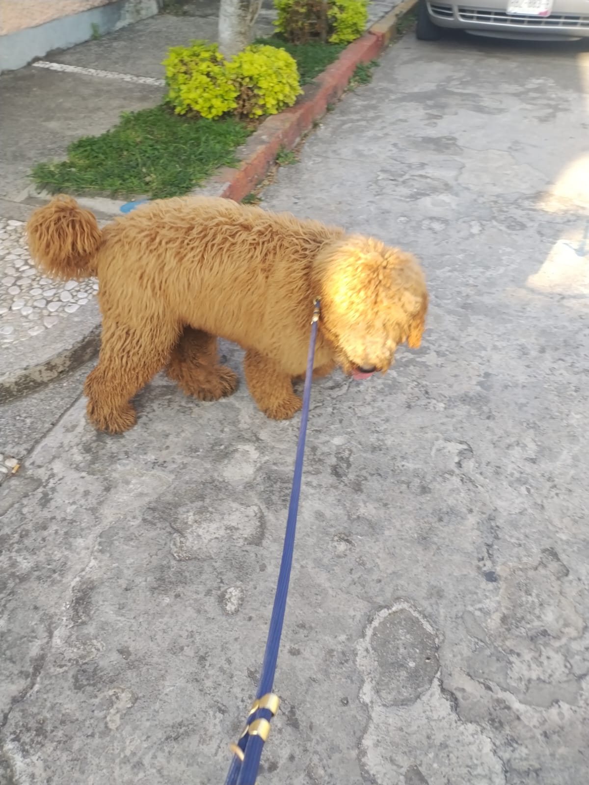 Perrito acompañado durante su estancia en PET HEALTH