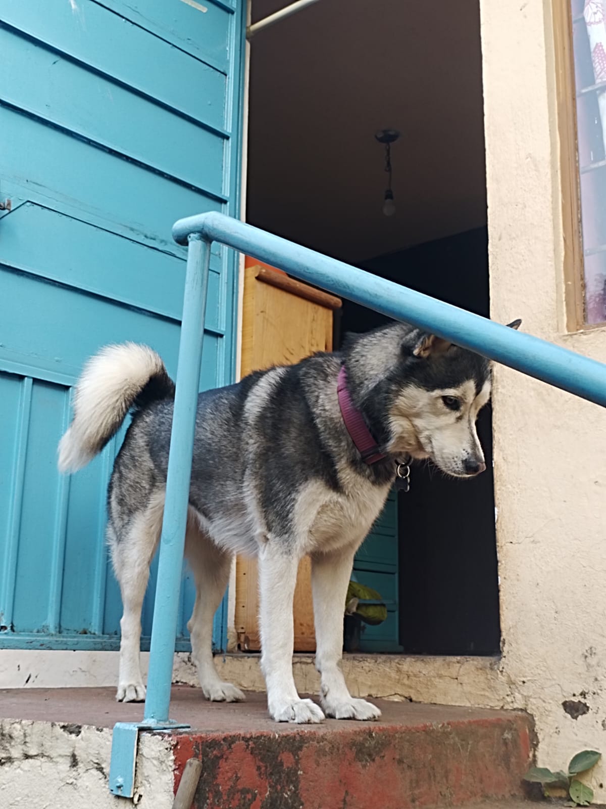 Área de convivencia de PET HEALTH en Cuernavaca