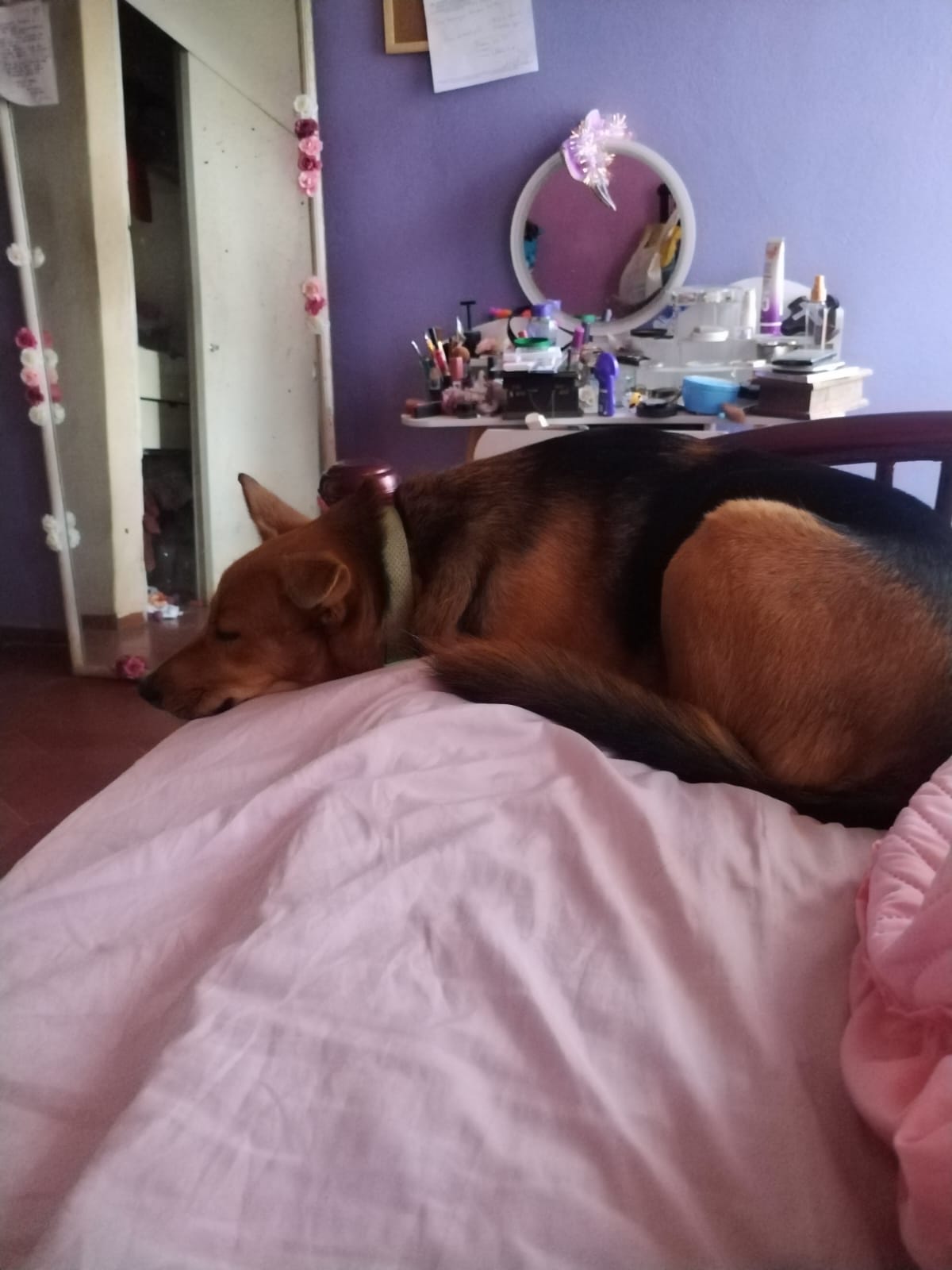 Perrito recibiendo atención cercana en PET HEALTH