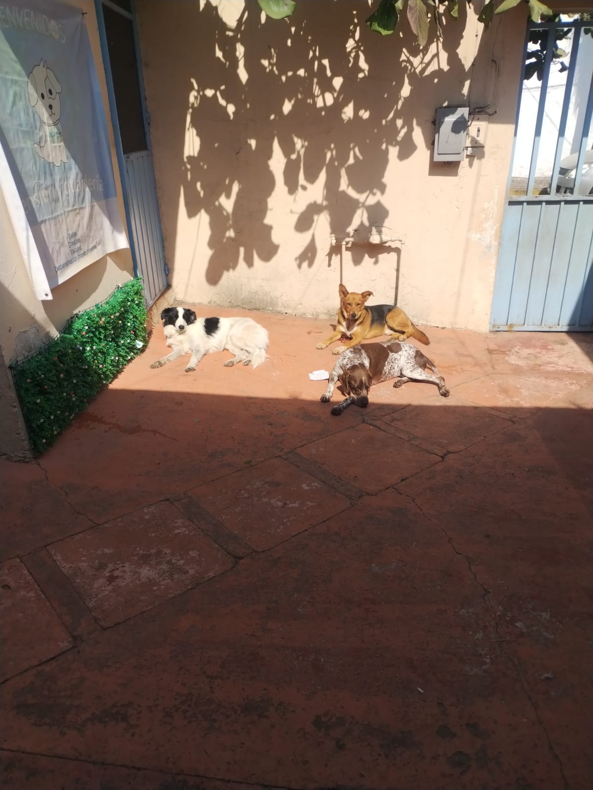 Área cómoda para el descanso de los perros