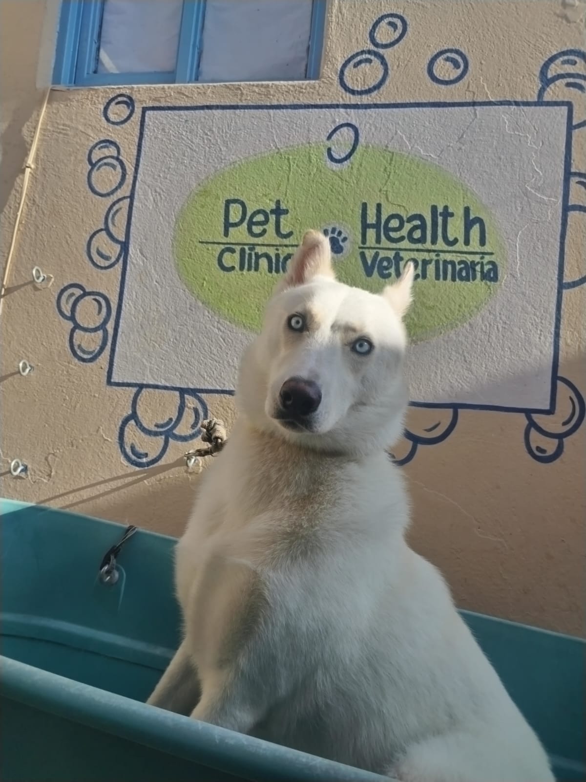 Perritos socializando durante su estancia